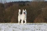 SIBERIAN HUSKY 442